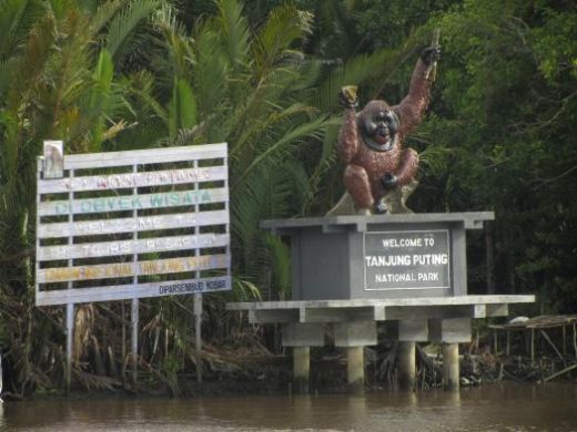 Float up the Sekonyer River into Tanjung Puting National Park