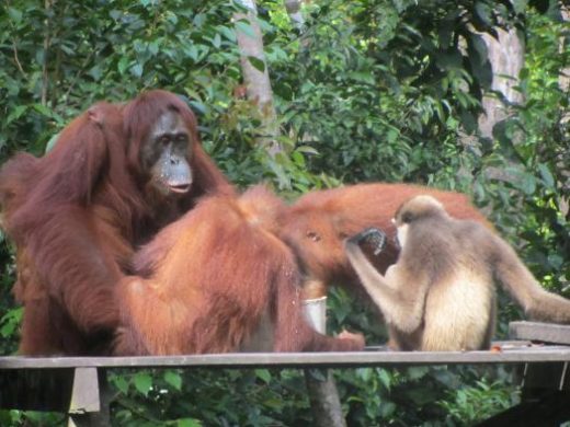 Orangutans at the feeding station