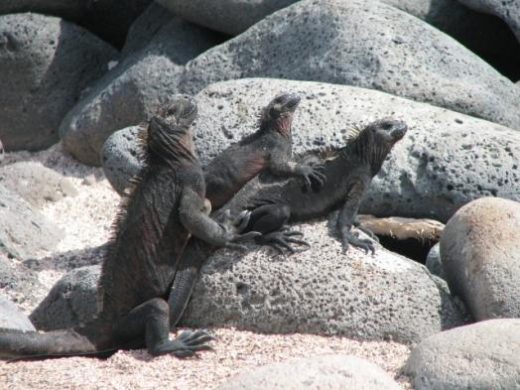 Iguanas enjoying some sun