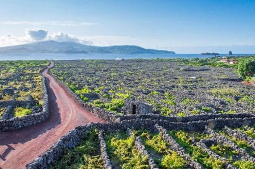 See the island's vineyards