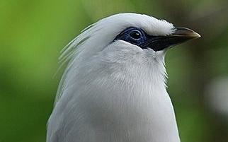 Bali Barat National Park is one of the last homes of the Bali mynah