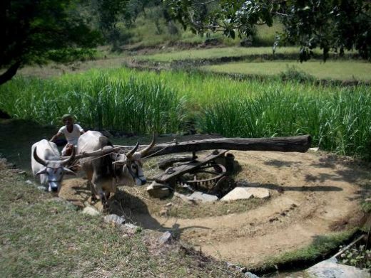 See traditional farming methods used in Jaipur