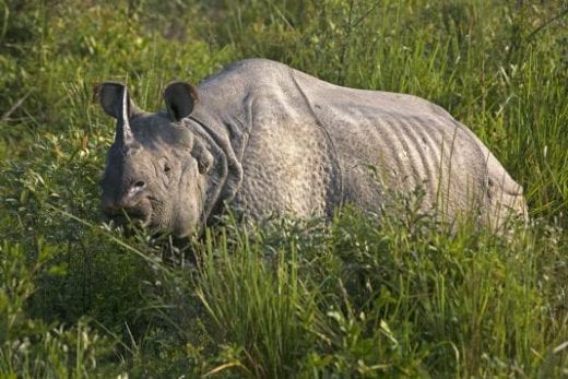 See rhinos on a Chitwan safari