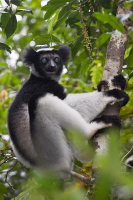 The highly-endangered Indri Indri Lemur (photo by Joseph Tenne)