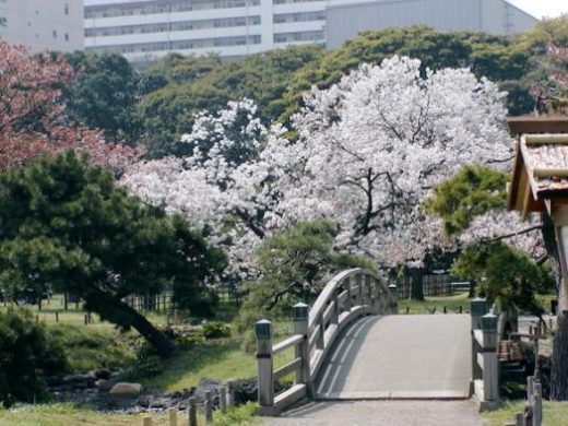 Take a leisurely stroll through one of Tokyo's "Central Parks"