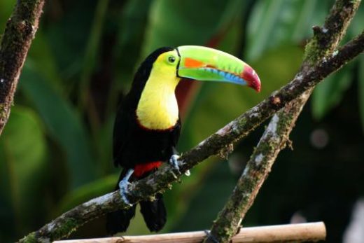 The birds of Costa Rica are calling