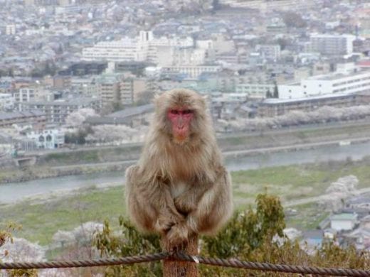 Visit the fabled macaque monkeys at Arashiyama