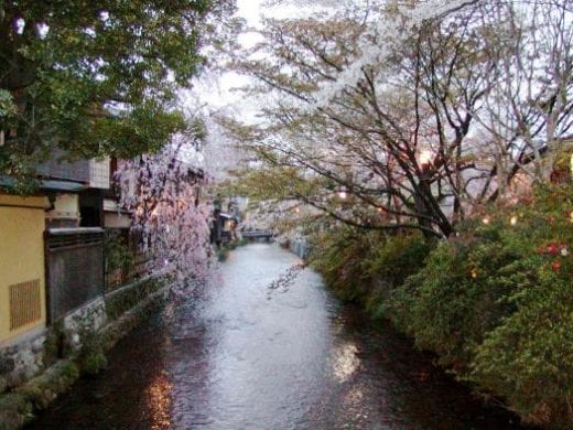 Kyoto is especially pretty during the Cherry Blossoms