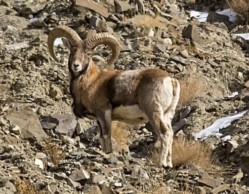 Ladakh Urial Male