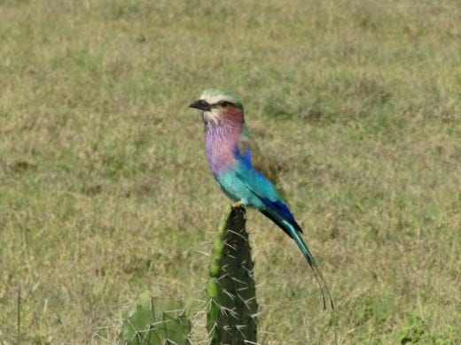 You're sure to see the lilac-breasted roller