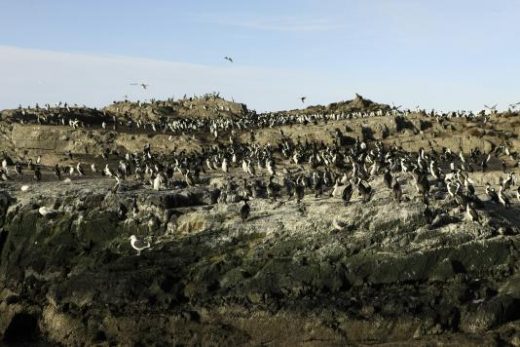 Walk with the penguins