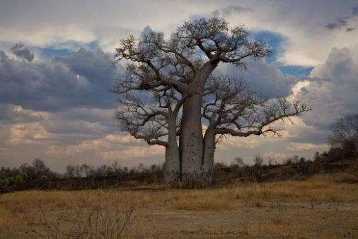 Majestic baobab tree (photo by Joseph Tenne)