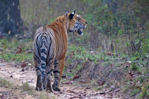 A male tiger in Kanha (Photo: Avijit Sarkhel)