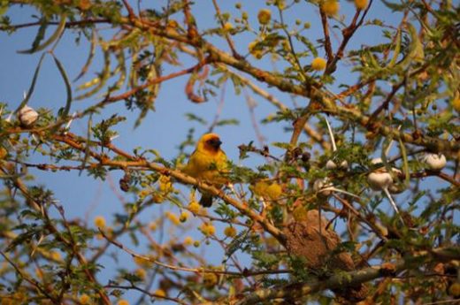 See the Masked Weaver in Langano