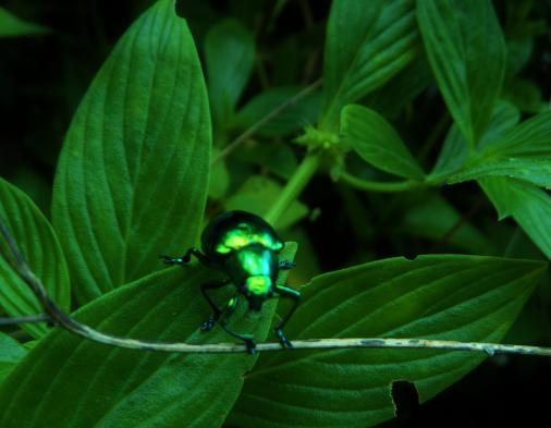 Observe unique creatures in El Montuoso Forest Reserve