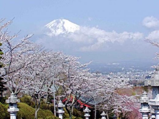 Mt. Fuji during Cherry Blossom season