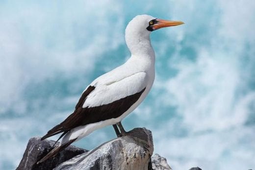 Punta Pitt is a great site for birds