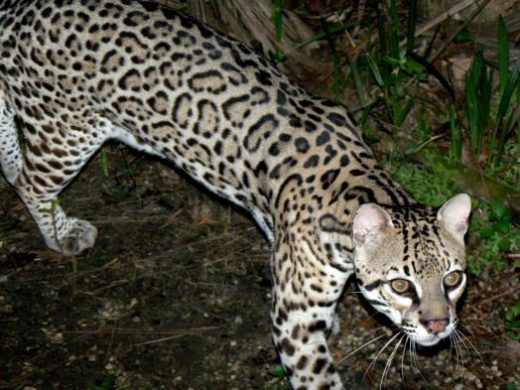 The ocelot is hard to spot in the wild but thrilling to see at the Belize Zoo.