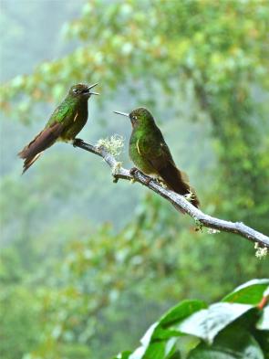 Admire the glittering green color of buff-tailed coronets