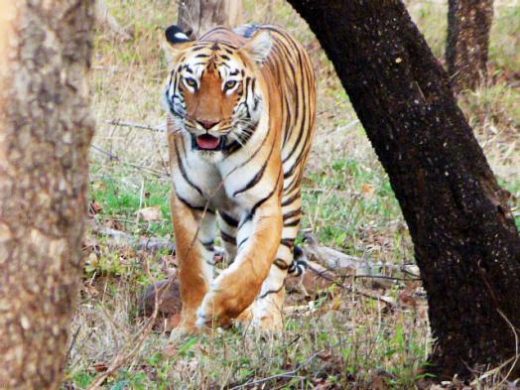 Tigers can be spotted in Chitwan