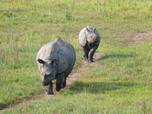 Up close encounters with the Asian rhino