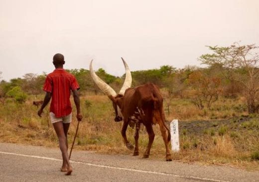 Ugandan longhorn cattle are essential to local economies