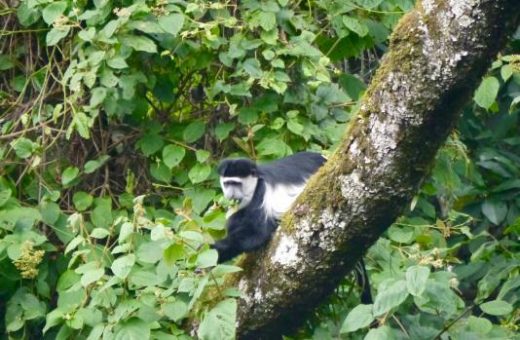 Black and White Colobus Monkey