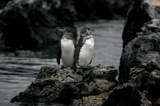 Galapagos penguins nest among old lava flows