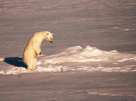 Keep an eye out for polar bears