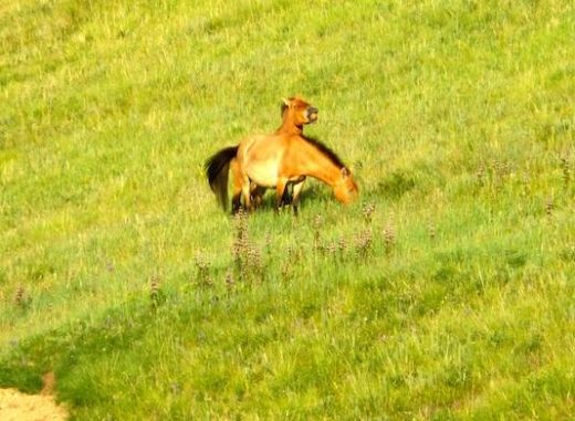 See Przewalski's Horse at Hustai National Park