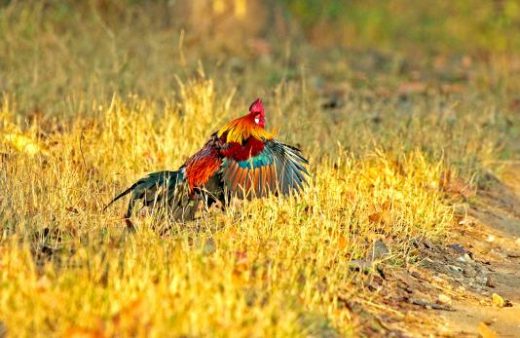 Jungle fowl is often seen on the floors of the jungle (Photo: Avijit Sarkhel)