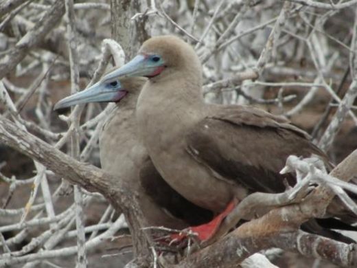 Red-footed boobies on Genovesa