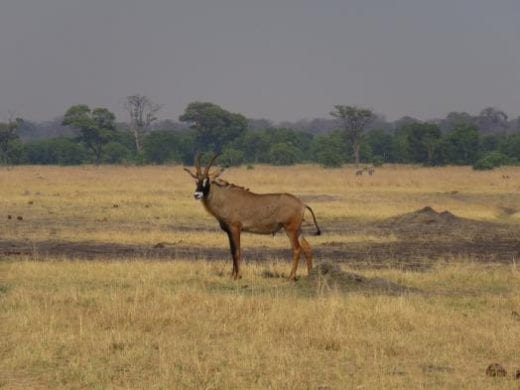 A rare sighting of a Roan Antelope