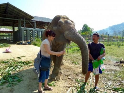 Help care for the elephants at the Nature Park