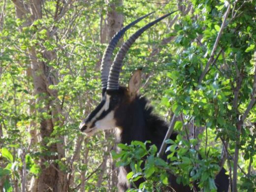 Majestic Sable Antelope