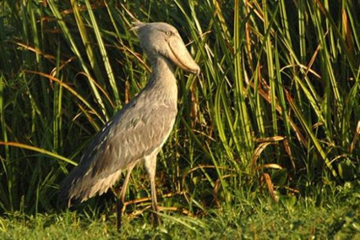 Seek out the Shoebill Stork (photo by Tom Tarrant)