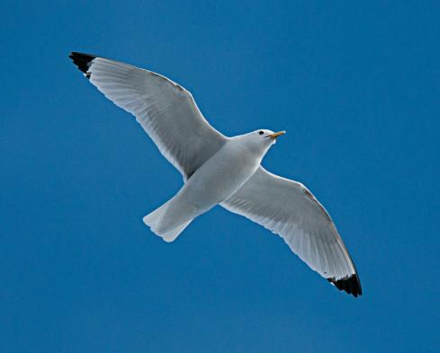 Watch for birds as you cross the Arctic Ocean