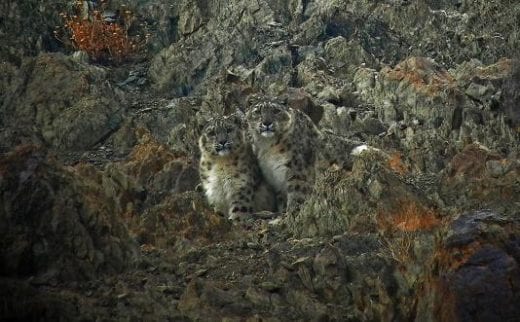 Snow leopards