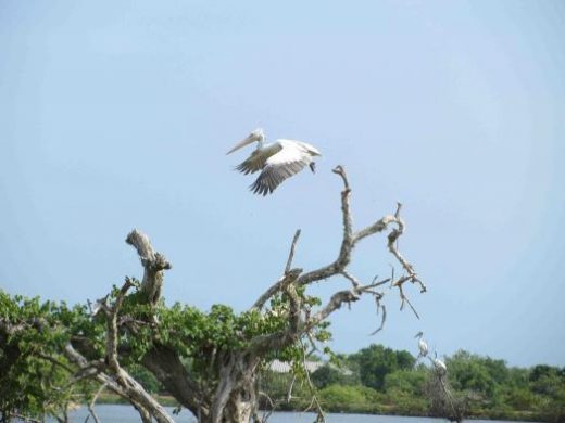 Storks are a sight at Bandhavgarh