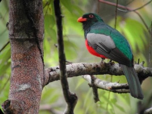 10 species of trogons are found in Costa Rica.