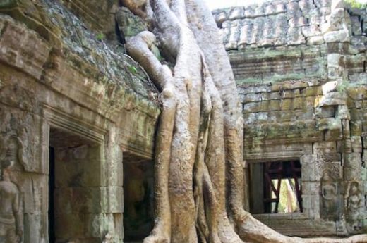 Explore the mysterious Ta Prohm ruins