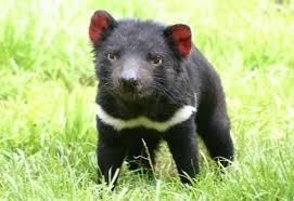 A young Tasmanian Devil (believe it or not!)