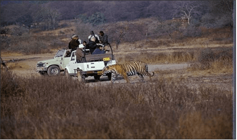 Travel in open-top jeeps and get close to wildlife