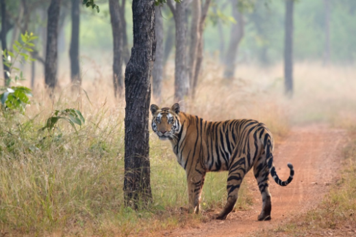 See tigers up close (Photo: Avijit Sarkhel     )