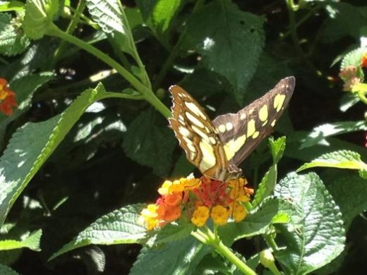 How many species of butterfly can you spot?