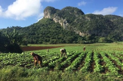 Viñales Valley where the rounded hills called "mogotes" form a fantasy backdrop to the tobacco and corn fields.