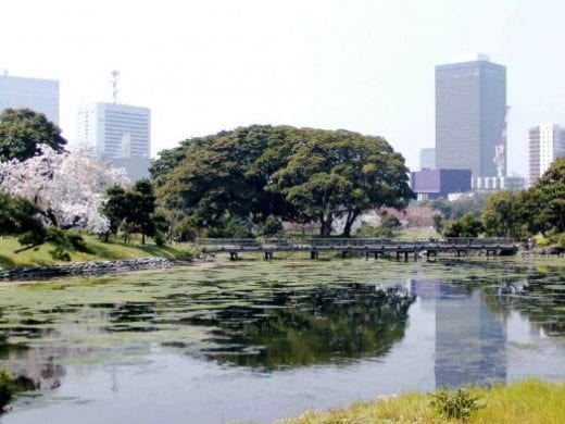 Shinjuku Gyoen Park is a nice place to take a stroll