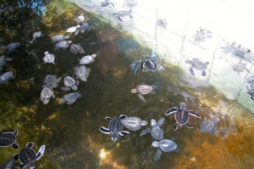 Watch the newly hatched turtles at the turtle hatchery