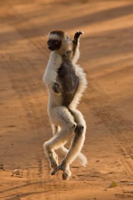 Comical Verreaux's Sifaka (photo by Joseph Tenne)