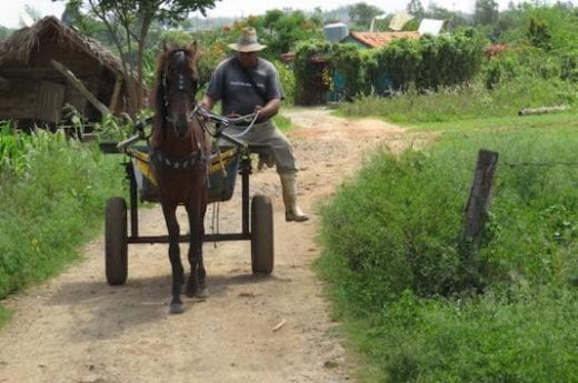 Horse-drawn or ox-drawn carts are still in use on the local farms.